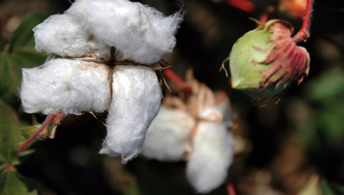 CHAPITRE 2 : Le coton